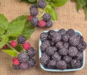 Black Raspberry - Jewel