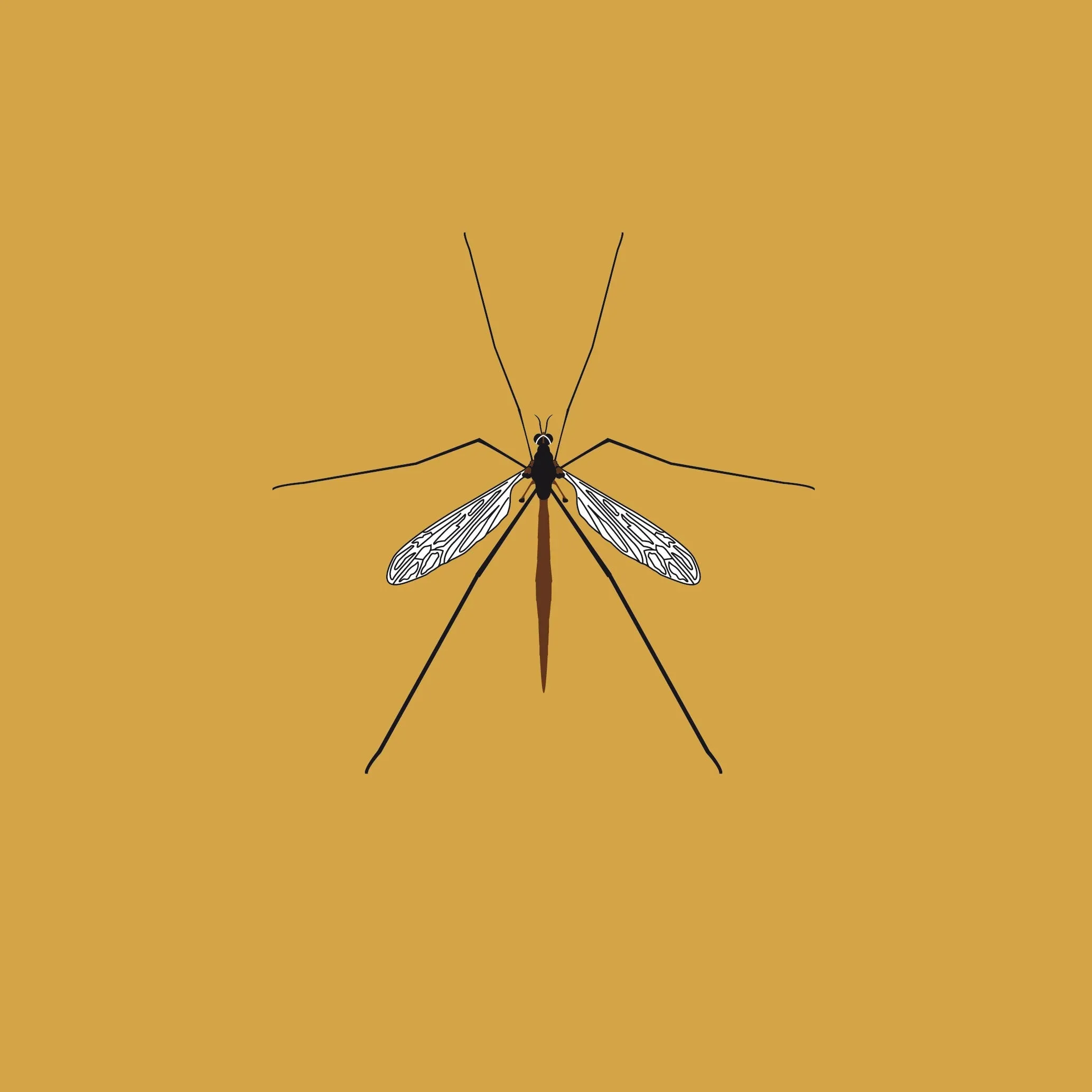 Crane Fly